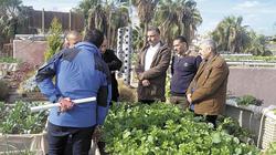 طماطم وكرنب على أسقف البيوت: «ازرع سطحك»