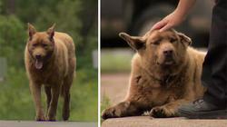 "برونو".. كلب يتجول في "مينيسوتا" ويحيي الناس منذ 12 عاما