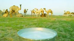 "الزراعة": استيراد 21 ألف جمل و3 آلاف عجل خلال سبتمبر الماضي