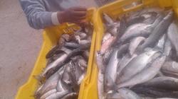 انخفاض أسعار سمك البلطي