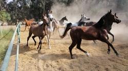 مميزات الخيول المصرية وأفضل أنواعها بعد توجيه الرئيس بتطوير مزارعها