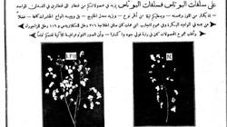 إعلان سنة1927 يستهدف مضاعفة إنتاج القطن: «سمَدوا محصولكم بسباخ الفوسفات»