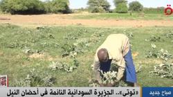 قناة القاهرة الإخبارية تعرض تقريرا عن جزيرة «توتي» السودانية.. ملتقى النيلين
