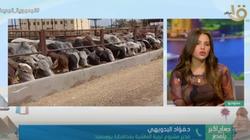مدير مشروع تربية الماشية ببورسعيد: نوفر اللحوم بأسعار أقل من السوق