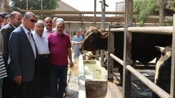 بالصور| محافظ كفر الشيخ يتفقد محطة الإنتاج الحيواني بسخا