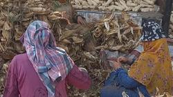 «صفاء» تربت على حب فلاحة الأرض: «خيرها مصدر رزقي»