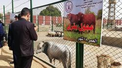 مزارع نموذجية لتربية الماشية والأسماك والدواجن.. والبيع بسعر منخفض