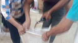ضبط 37 "فرخة" منتهية الصلاحية في مطعم بشبرا