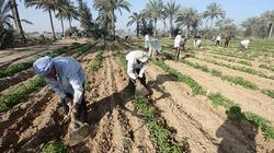 قرارات الحكومة تنسف حلم «زراعة الصحراء»