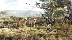 توقعات لـ«The Lion King» بتحقيق 150 مليون دولار فى عرضه الافتتاحى