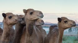 علاج للسرطان والقولون والأنيميا.. الفوائد الصحية للبن الإبل