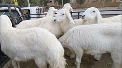  سعر كيلو الخرفان قائم اليوم الجمعة 30-5-2025 قبل عيد الأضحى