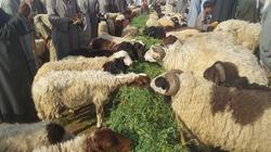 مستورد: عودة اللحوم الرومانية قللت من سعر "الأضاحي" في الأسواق