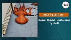 كيف يتخفى أخطبوط المحيط الهادئ؟.. دم أزرق و3 قلوب