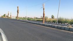 زراعة نخيل مثمر على طريق الأقصر السياحي الغربي