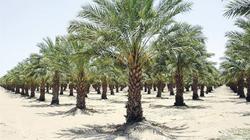 أكبر مزرعة نخيل في العالم أدخلت مصر موسوعة جينيس.. «مساحتها 38 ألف فدان»