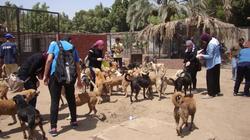 700 كلب يعاني الوحدة في الجيزة: مطلوب متطوعين لزوم "الطبطبة"