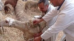 تنسيق كلية الطب البيطري 2025.. المؤشرات الأولية