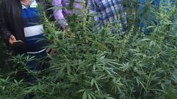 ضبط عاطل بحيازته 3 كيلو بانجو في أسوان