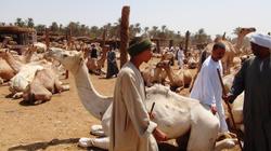 أسوان: حركة رواج فى سوق الجمال بمدينة «دراو»
