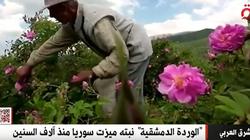 جمال «الورد الدمشقي» يزين العالم بعطر البهجة.. شوف الزهور واتعلم