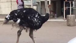 بالفيديو| نعامة تتجول في شوارع الجيزة.. ومغردون: «كأنه دكر بط وماشي»