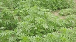 ضبط ربع طن بانجو في المنيا
