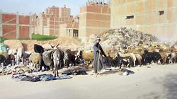 الغناء يطيل عمر «الخرفان»