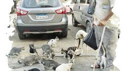 بعد وفاة زوجته.. «رمضان» رفيقاً لقطط وكلاب «السيدة»