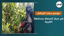 موسم حصاد البرتقال في مركز السنطة بمحافظة الغربية