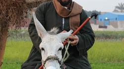 صاحب مغامرة من الجيزة لأسوان بالحمار ينهى رحلته ويعود بالطائرة