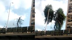 أغرب طريقة لقطع شجرة أعلى كوبري الدقي.. «اللي بيحب النبي يشد»