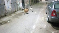 كلب ضال يعقر طفلا في الدقهلية