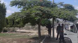 3 آلاف شجرة مثمرة في قرى برج العرب بالإسكندرية (صور)