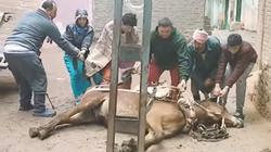 نفوق «بغل» صعقا من عمود كهرباء في الدقهلية نتيجة للطقس السيئ