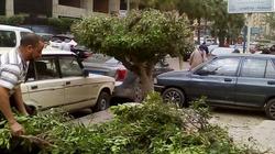 حملة لتقليم وتزيين الأشجار والنخيل بحي شرق الإسكندرية