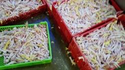 ضبط مصنع لبيع أرجل دواجن مجهولة المصدر بمنطقة 15 مايو