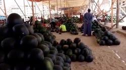 البطيخ يغزو البحيرة.. والكيلو بـ 4 جنيهات