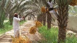 إنشاء مصنع لبودرة التمور بالمنطقة اللوجستية في كركر بأسوان