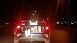 بالفيديو| قائد سيارة يعرض حياة طفلين للخطر على طريق الواحات: "كومهم في الشنطة"
