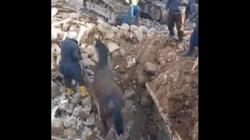 إنقاذ حصان من تحت الأنقاض في تركيا بعد 3 أسابيع من الزلزال.. بصحة جيدة