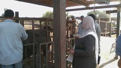 طب بيطري القناة تطرح رؤوس الماشية للبيع  بأسعار مخفضة