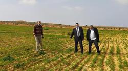 بعد زيادة الأمطار.. «زراعة مطروح»: 300 ألف فدان مزروعة بالقمح والشعير