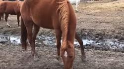 بالفيديو| مهرة ولدت فاقدة أذنيها.. "تعيش وحيدة وساكنة"