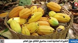 الاحتباس الحراري والأمطار الغزيرة يهددان زراعة الكاكاو حول العالم (فيديو)