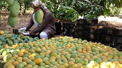 أخطاء تتسبب في سقوط ثمار المانجو هذه الفترة.. احذر التسميد النيتروجيني