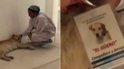كلب ينتظر صاحبه المتوفي أمام مستشفى بالمكسيك.. رفض المغادرة لـ8 أشهر
