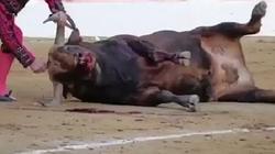 مات بوحشية.. مصارع يطعن ثور في رأسه عدة مرات