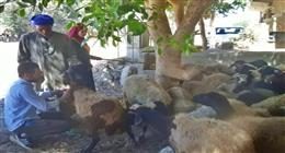 فحص 375 ماشية ضمن قافلة بيطرية في المنيا