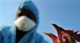 بعد تفشيها في العراق.. أعراض الإصابة بإنفلونزا الطيور H5N1